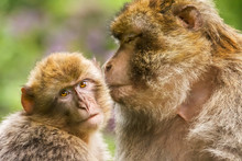 Macaque Kiss