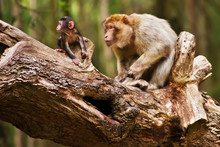 Macaque Baby And Mother In Tree