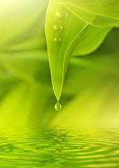 Wall Mural - Green leaves reflected in rendered water