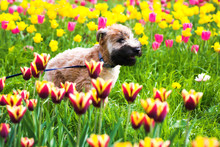 Running Dog On  Tulips