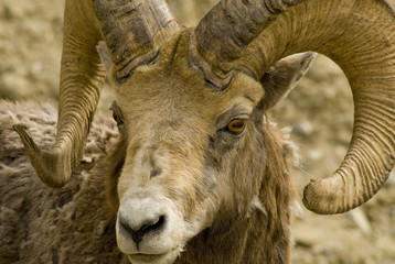 Adult Mountain Sheep