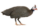 Fototapeta  - Helmeted guinea fowl - Numida meleagris