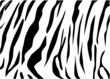 Vector -tiger texture Black and White