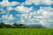 Irrigating crops in field