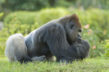 Gorilla Sitting On Grass