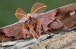 Polyphemus moth portrait