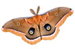 Polyphemus moth on white
