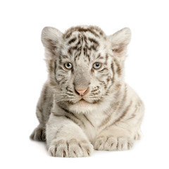 White Tiger cub (2 months)