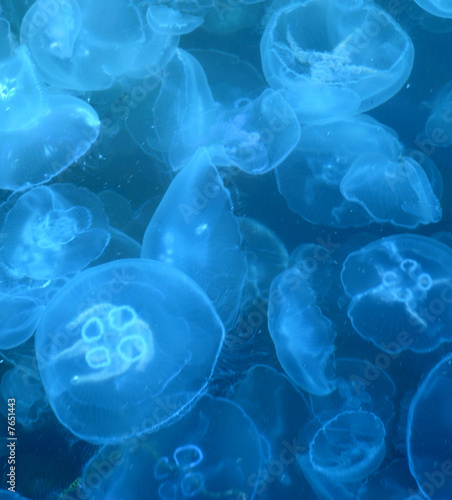 Tapeta ścienna Jellyfishes