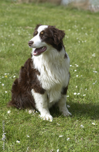 Chien De Race Berger Australien Buy This Stock Photo And