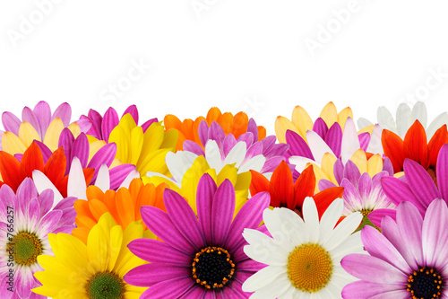 Cheerful daisy border