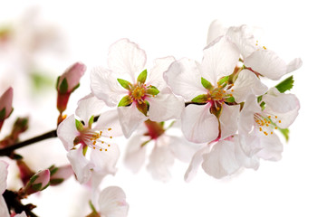 Wall Mural - Pink cherry blossom