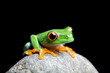 Leinwandbild Motiv curious little frog isolated on black