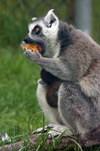 Lemur Eating An Orange