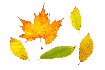 Wall Mural - Assortment of leaves