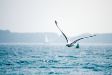 Seagull Flying Over The Sea