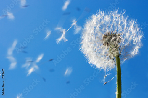 Fototapeta na wymiar Dandelion Flying Seeds