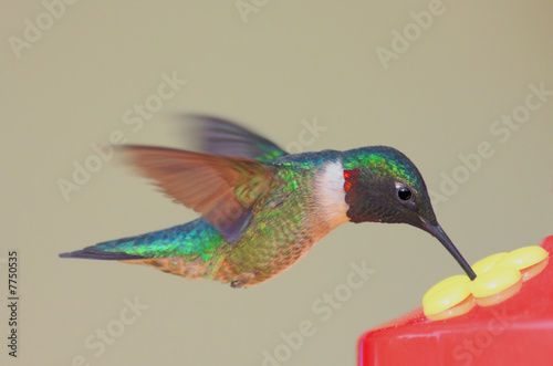 Plakat na papierze fotorealistycznym Głodny rubinowy koliber (archilochus colubris)