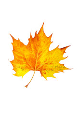 Wall Mural - One maple leaf