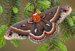 Cecropia Moth on evergreen