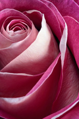 Single pink rose