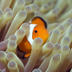 Tropical fish Clownfish