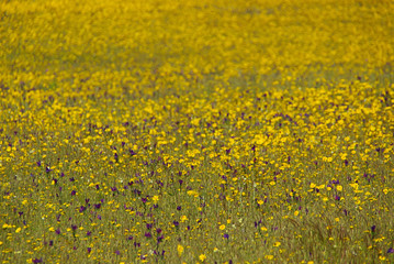 Canvas Print - Wiese - meadow 16