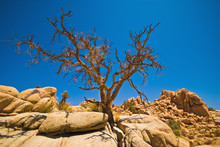 Dead Tree, Joshua Tree National Park