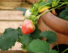 Strawberry Plant Ripening Fruit
