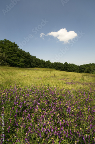 Blumenwiese und blauer Himmel Hochformat – kaufen Sie dieses Foto und