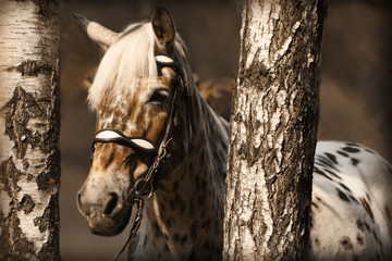 Fotoroleta natura zwierzę koń sport drzewa
