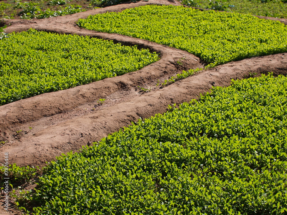 Growth, New shoots, Micro farming.