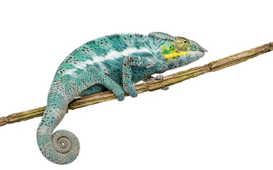 Wall Mural - Chameleon Furcifer Pardalis - Nosy Faly (18 months)