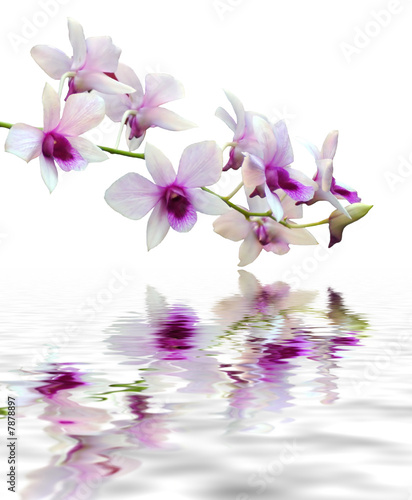 Naklejka - mata magnetyczna na lodówkę purple orchid