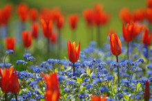 Field Of Tulips And Forget-me-not Flowers