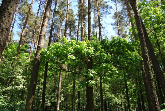 Fototapete - forest