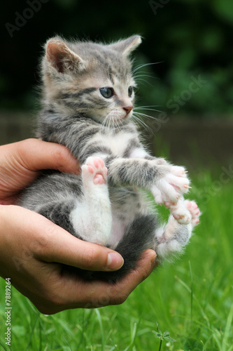 Bebe Chat Dans Une Main Buy This Stock Photo And Explore Similar Images At Adobe Stock Adobe Stock Bebe Chat Dans Une Main Buy This Stock Photo And Explore Similar Images At Adobe Stock Adobe Stock