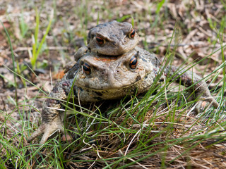 Wall Mural - Two Toads 4