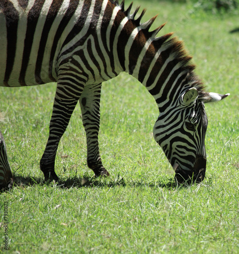Plakat na papierze fotorealistycznym Zebra jedzenia trawy