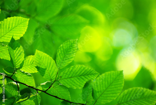 Foto-Lamellenvorhang -  leaves background (von Pakhnyushchyy)