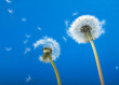 Leinwanddruck Bild - Dandelions blowing in the wind