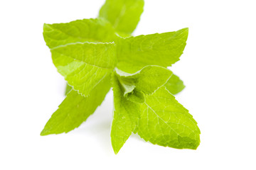 Wall Mural - Mint