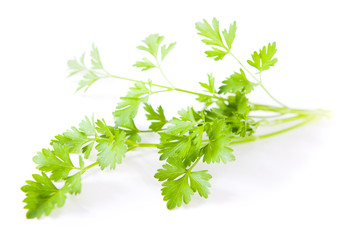Wall Mural - Parsley