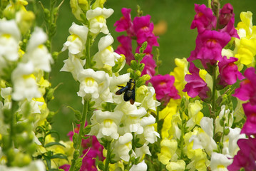 Canvas Print - Löwenmaul - snapdragon 02