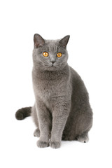 Poster - british cat