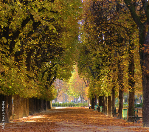 Naklejka dekoracyjna Alley of trees in autumn