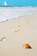 Wall Mural - Footprints and Shell on Beach