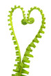 fern in love shape