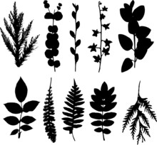 Study Of A Leaf Collection - Deciduous And Coniferous