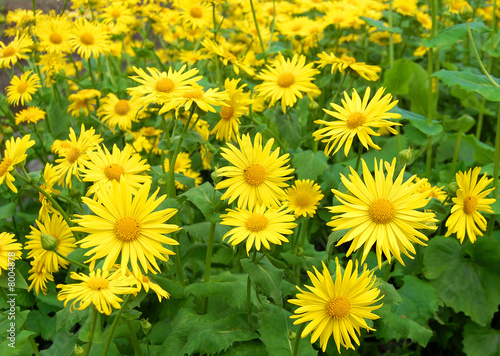 Gelbe Blumen